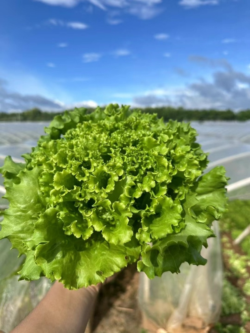 鸡窝菜蔬菜