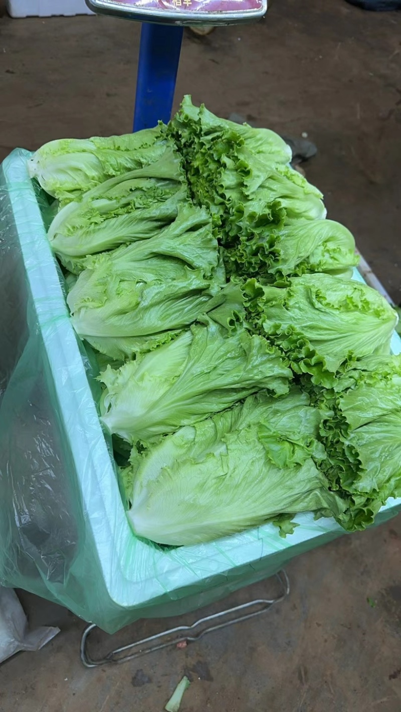鸡窝菜蔬菜