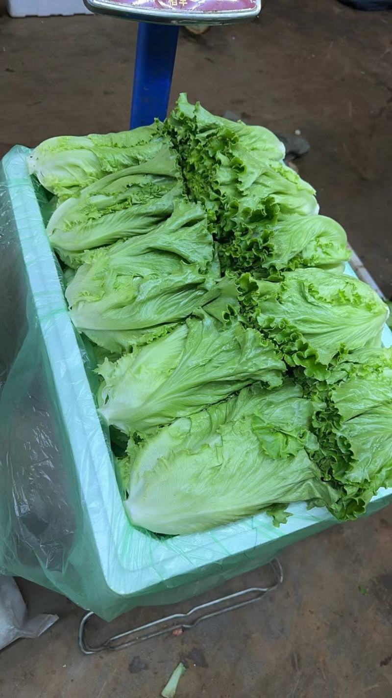 花叶生菜