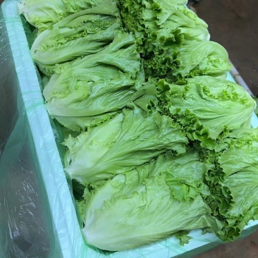 花叶生菜