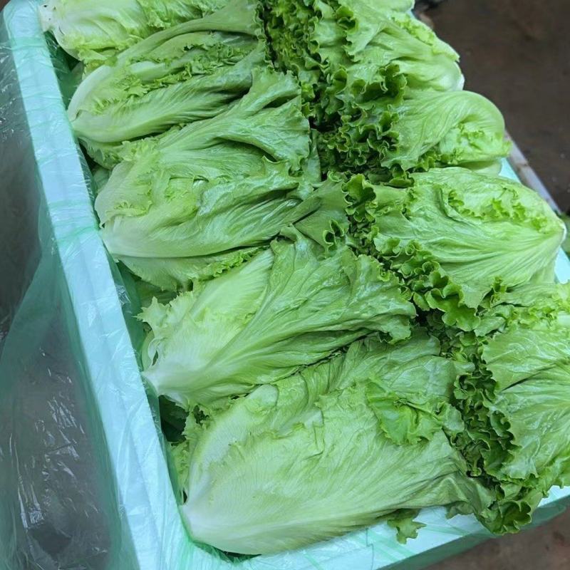 花叶生菜