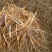 【王淇黄花菜产地直销】精品黄花菜欢迎新老客户来电咨询