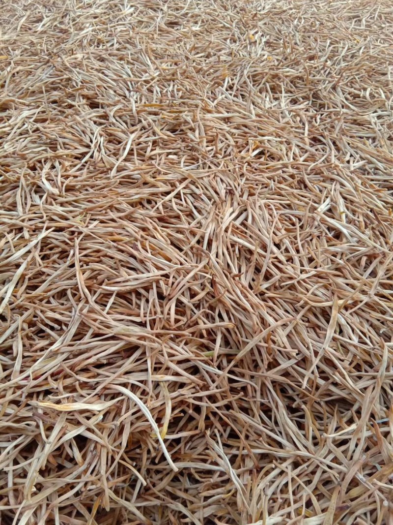 【王淇黄花菜产地直销】精品黄花菜欢迎新老客户来电咨询