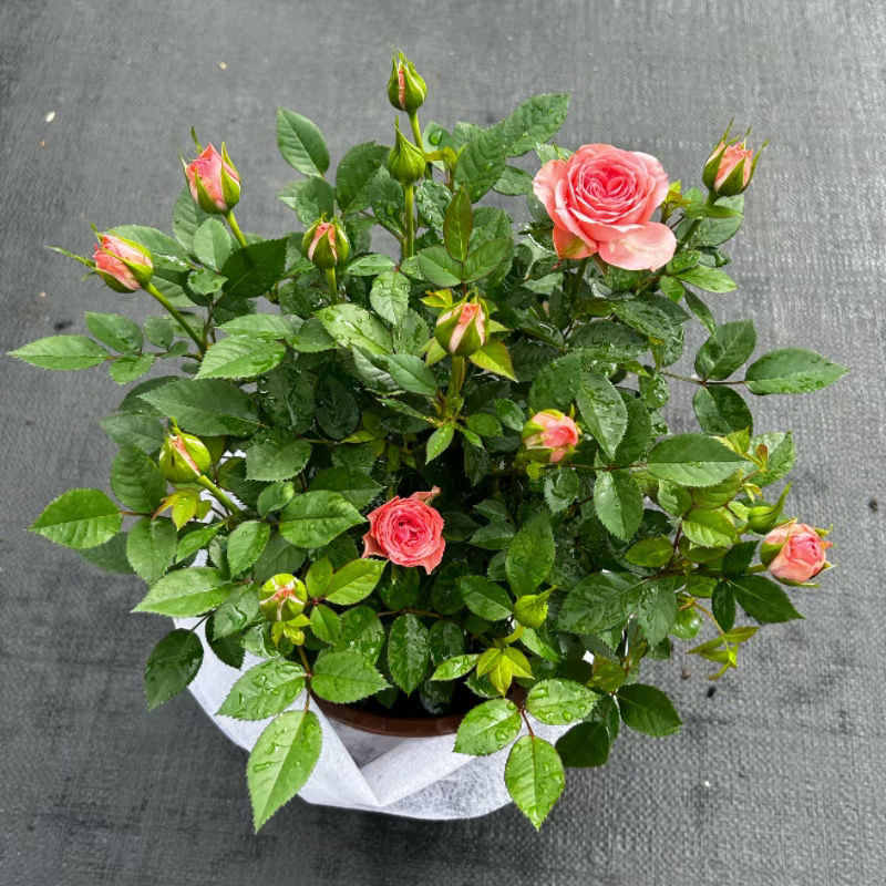 仙度瑞拉粉色灰姑娘阳台玫瑰花盆栽带花苞开花微月季花苗