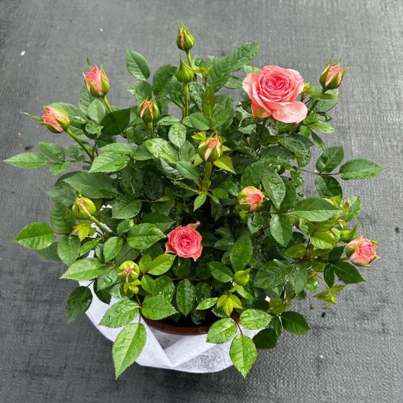 仙度瑞拉粉色灰姑娘阳台玫瑰花盆栽带花苞开花微月季花苗