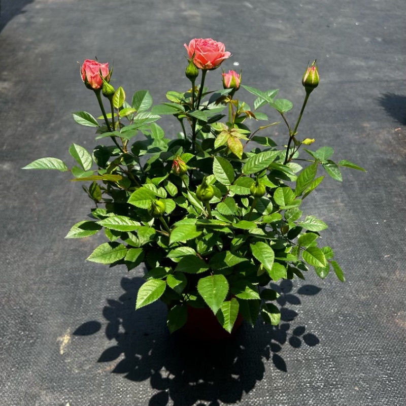 仙度瑞拉粉色灰姑娘阳台玫瑰花盆栽带花苞开花微月季花苗