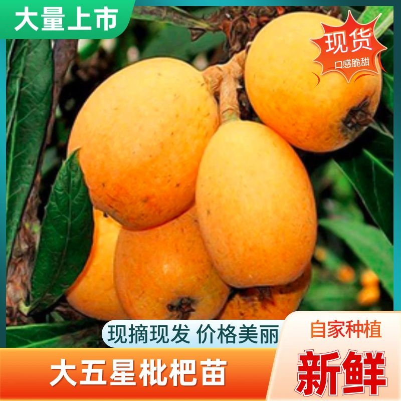 精品大五星枇杷苗，包挂果，包技术，假一赔十，放心购买。