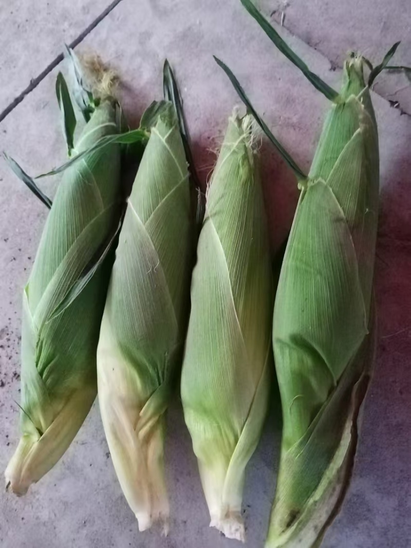 甜玉23大量上市，口感非常好，老嫩正好，无虫，个头大