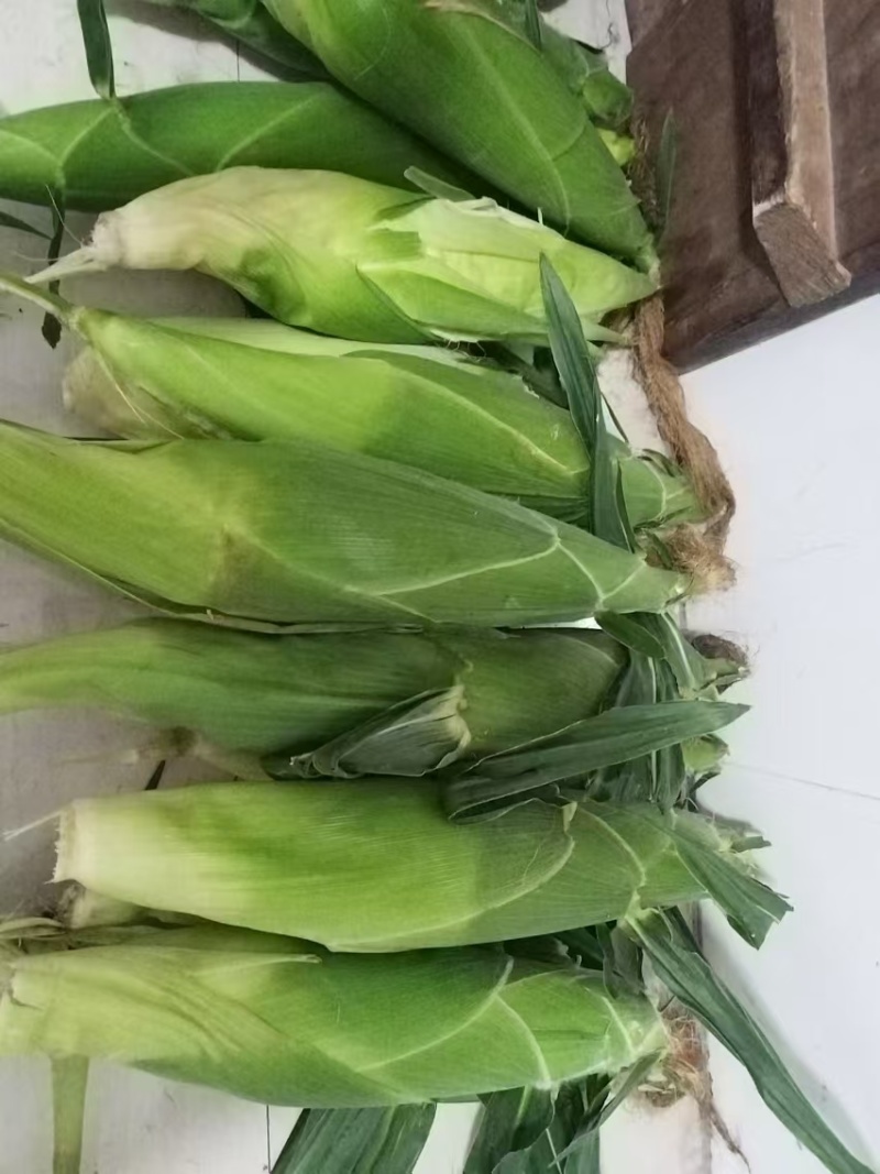 甜玉23大量上市，口感非常好，老嫩正好，无虫，个头大