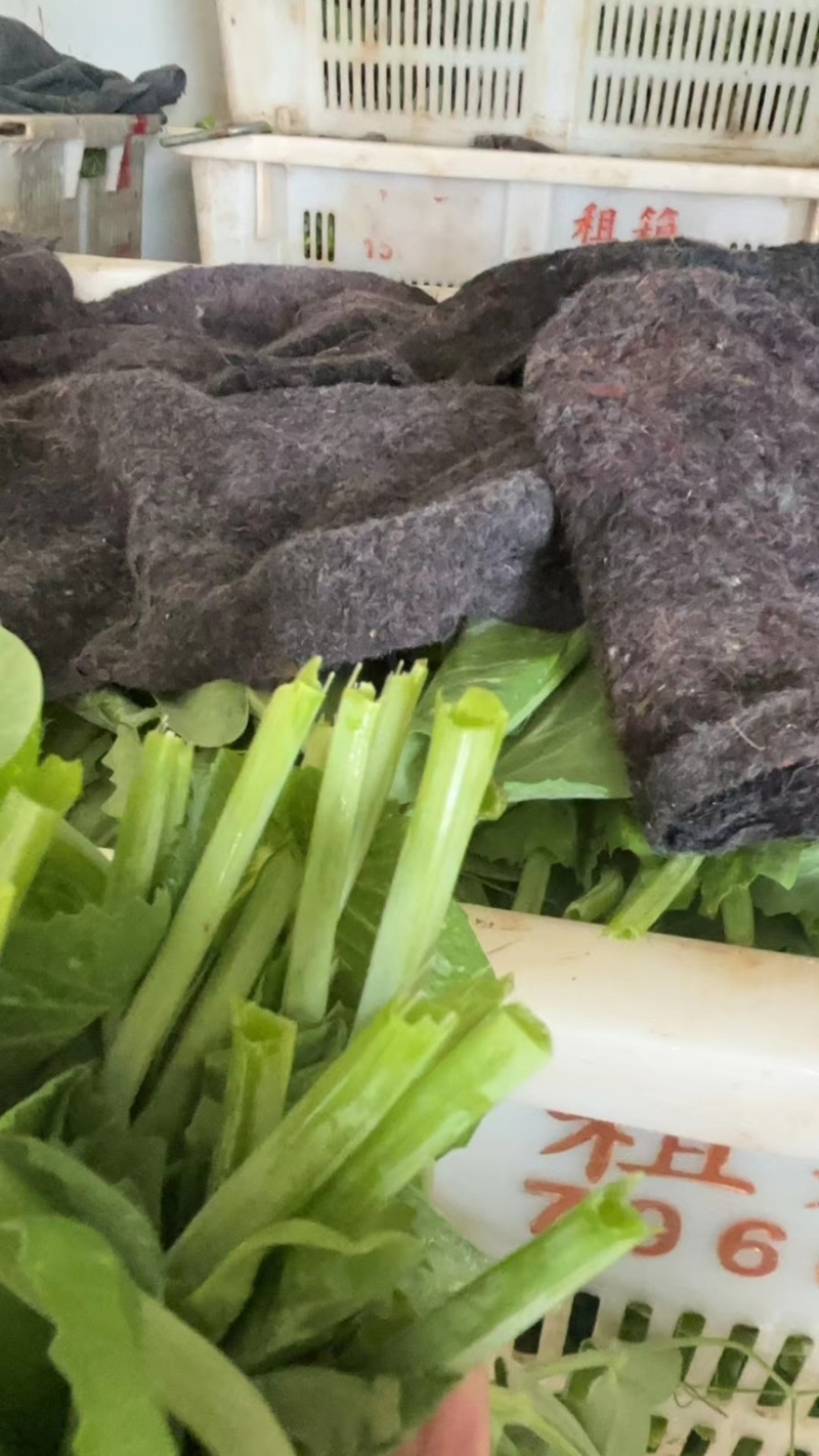 种植基地大面积种植新鲜豌豆苗大量上市