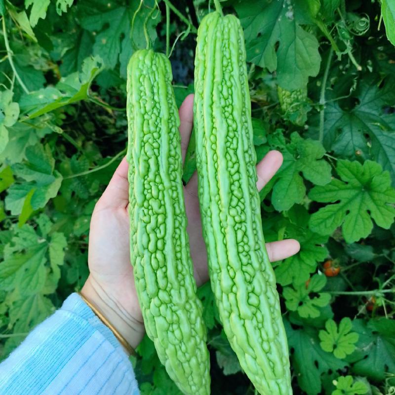 滑县精品苦瓜种植基地直发，现摘现发，当季蔬菜