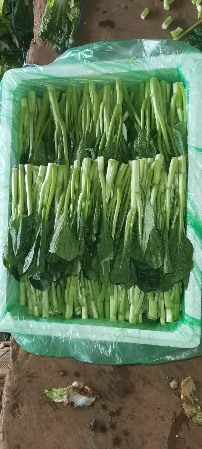 菜心
