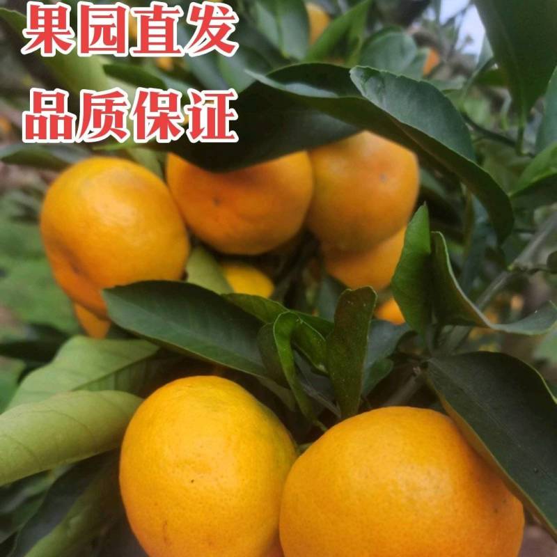 云南特早蜜橘高山柑橘品质保证市场电商团购外贸出口