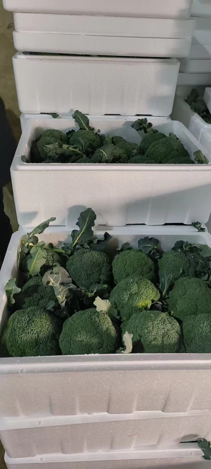 西兰花或叫青花