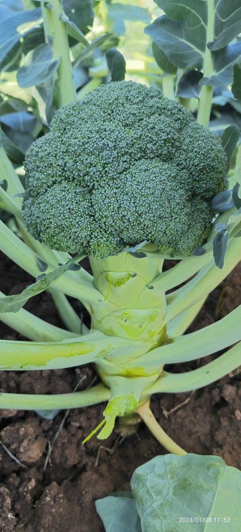 西兰花或叫青花