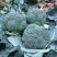 西兰花或叫青花