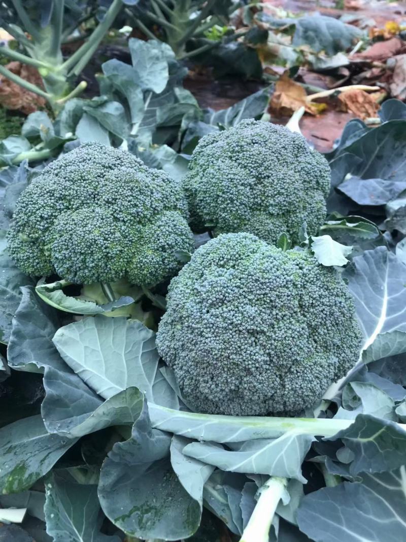西兰花或叫青花