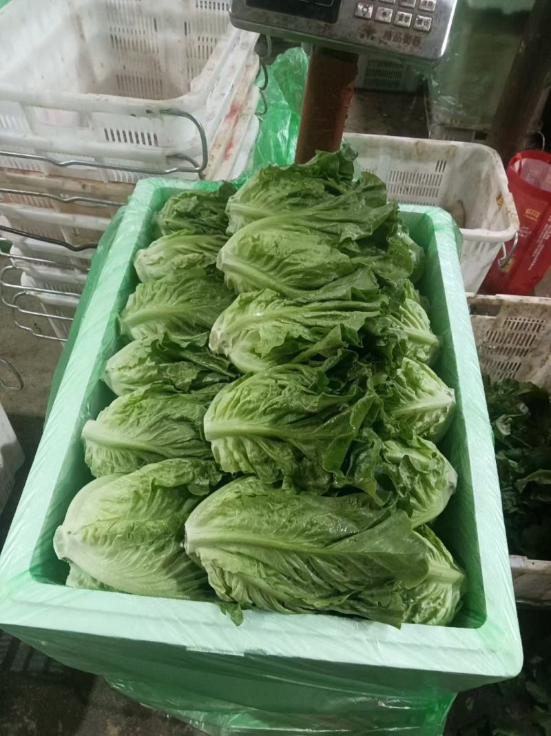 意大利生菜