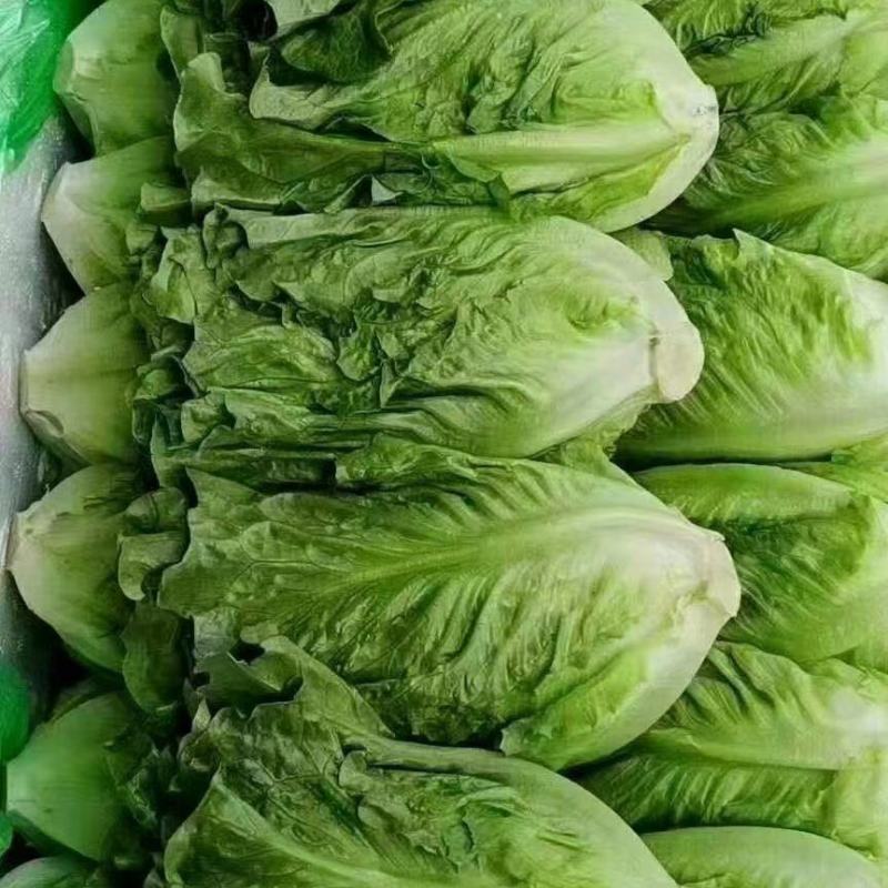 意大利生菜