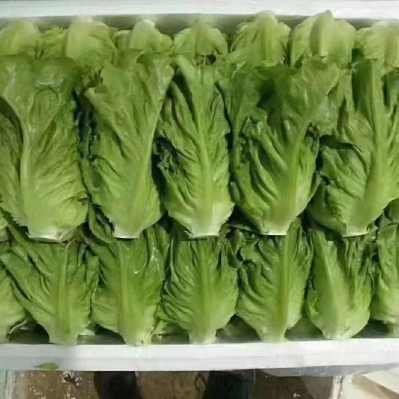 意大利生菜