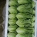 意大利生菜