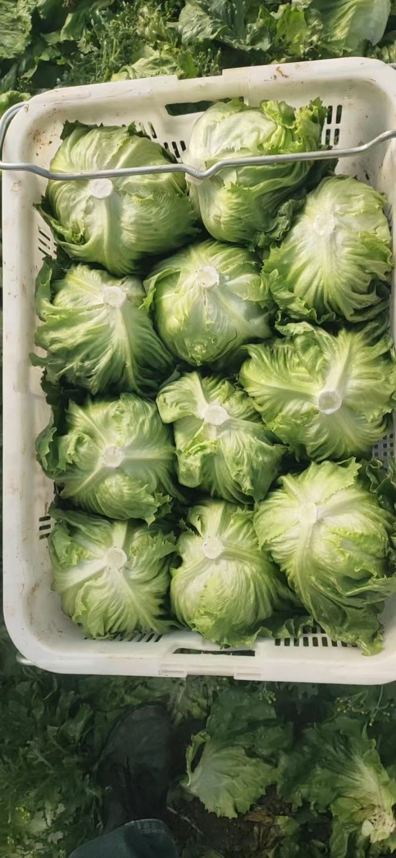 生菜