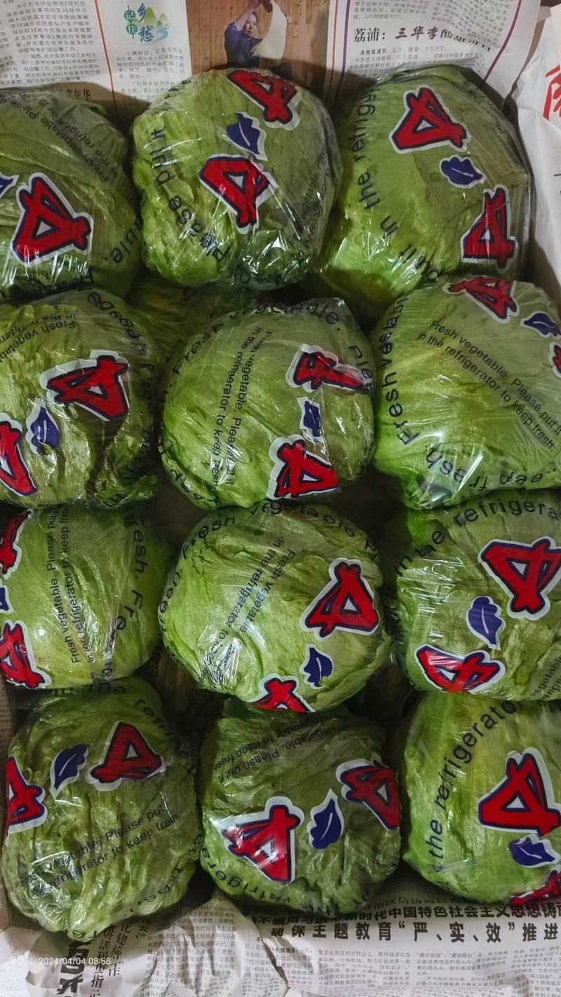 生菜