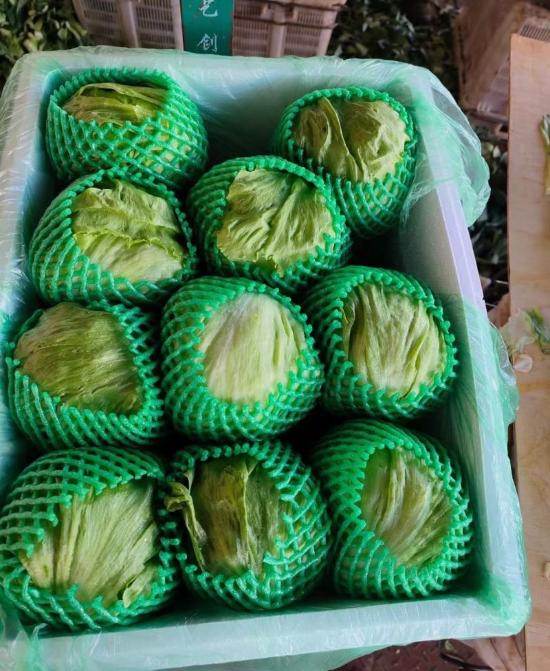 生菜