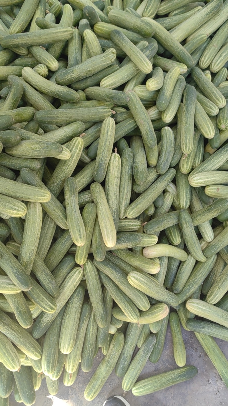 旱黄瓜大量有货，价格便宜