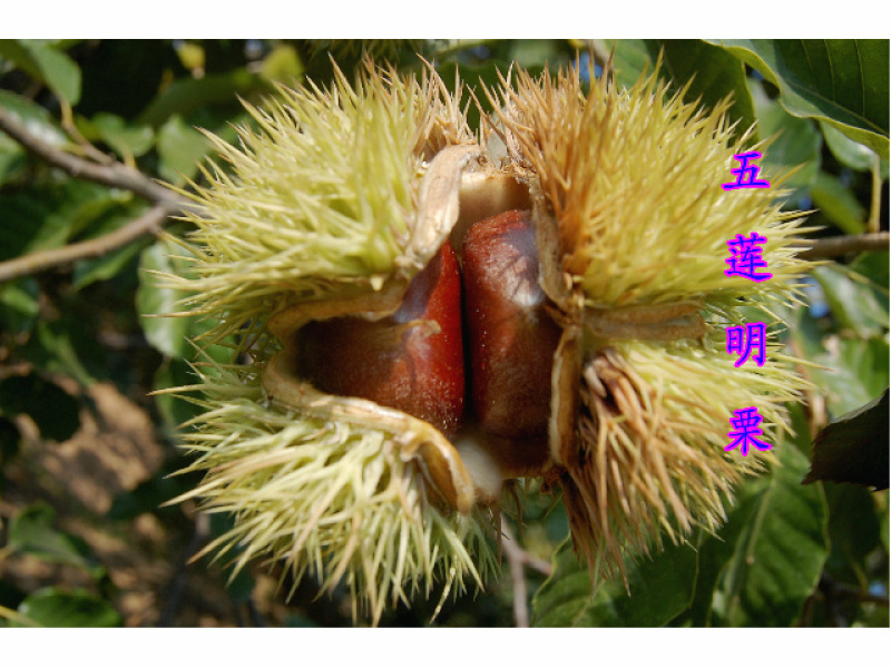 依托五莲山脉优质的自然环境生长，软糯香甜