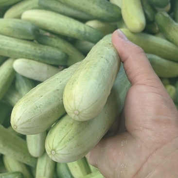 旱黄瓜大量有货，价格便宜