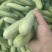 旱黄瓜大量有货，价格便宜