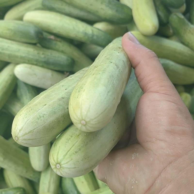 旱黄瓜大量有货，价格便宜