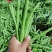 高山反季节，四季豆，小金豆