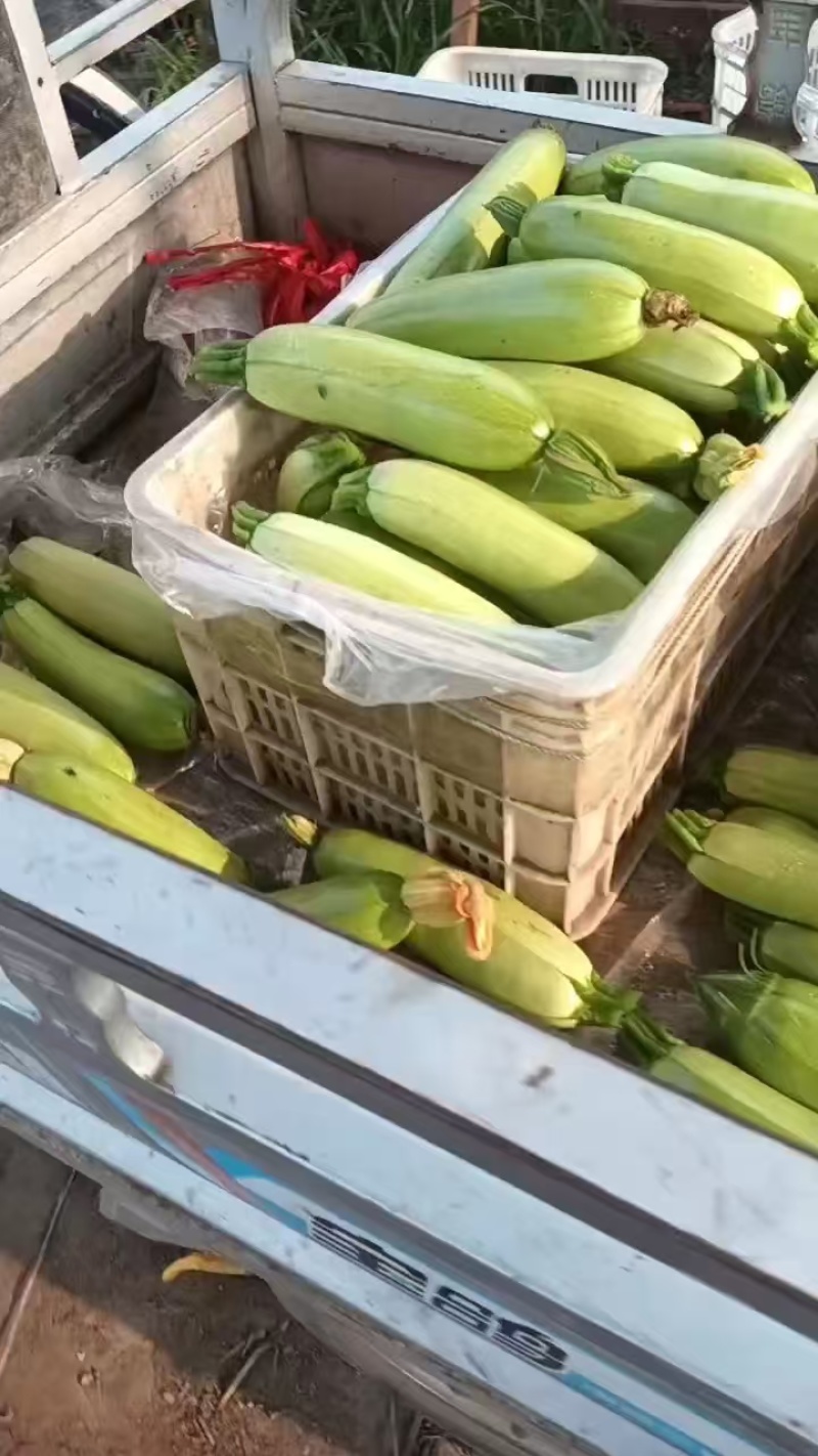 【绿皮西葫芦】河北保定西葫芦货源稳定产地批发大量供货代发