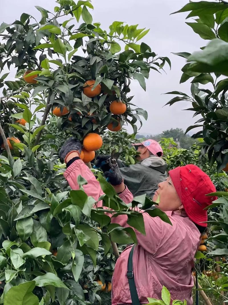 爱媛果冻橙，新鲜多汁，产地直发，大量供货,支持一件代发