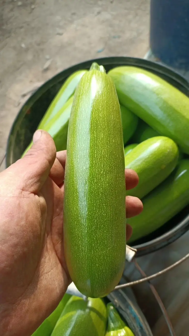【绿皮西葫芦】河北保定西葫芦货源稳定产地批发大量供货代发