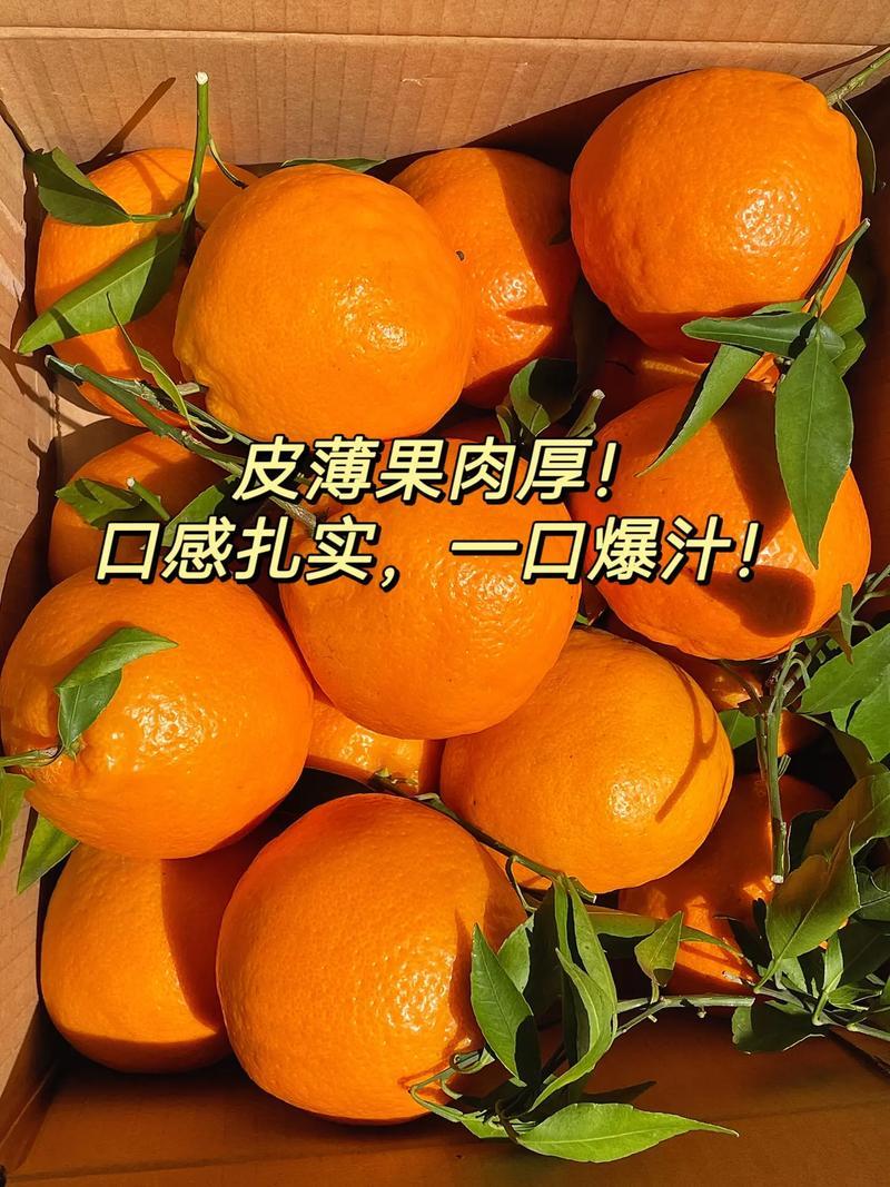 四川耙耙柑春见柑桔，多汁爽口，对接全国市场，诚信经营
