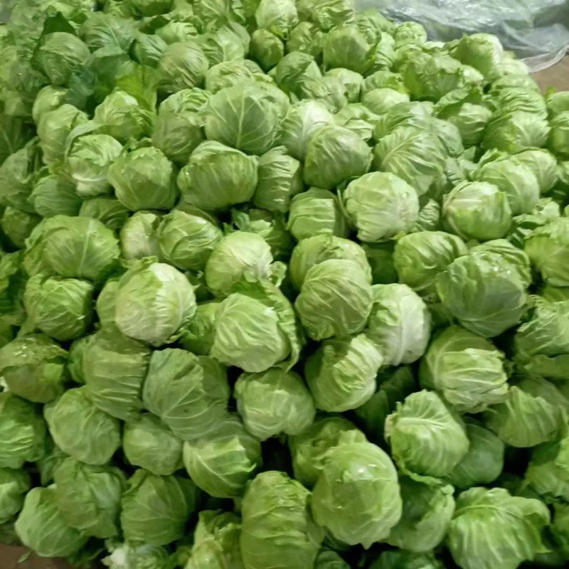 河北甘蓝保定大棚甘蓝-圆包菜一手货源大量供货支持代发