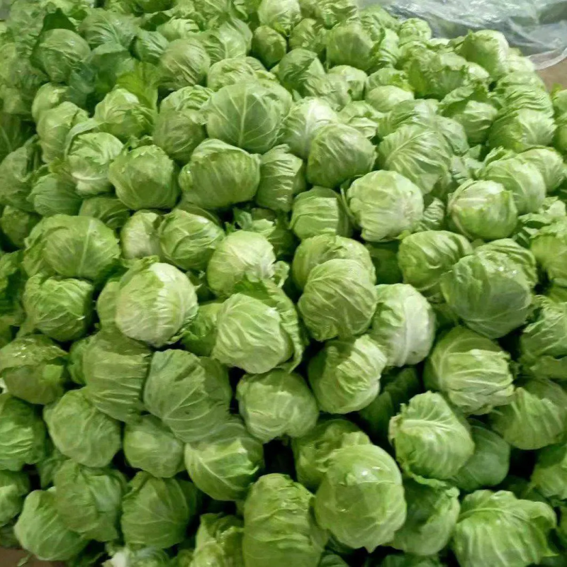 河北甘蓝保定大棚甘蓝-圆包菜一手货源大量供货支持代发