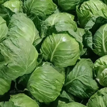 河北甘蓝保定大棚甘蓝-圆包菜一手货源大量供货支持代发