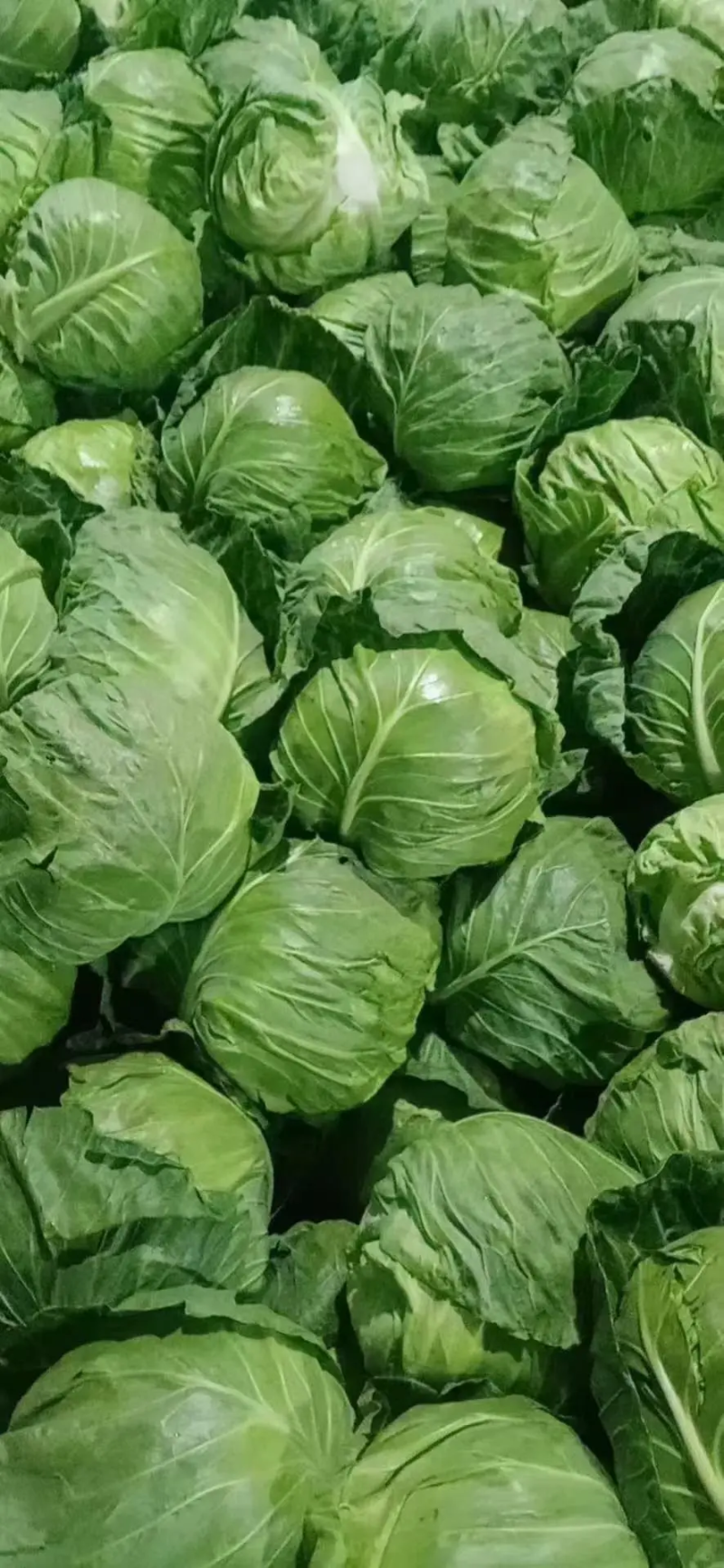河北甘蓝保定大棚甘蓝-圆包菜一手货源大量供货支持代发