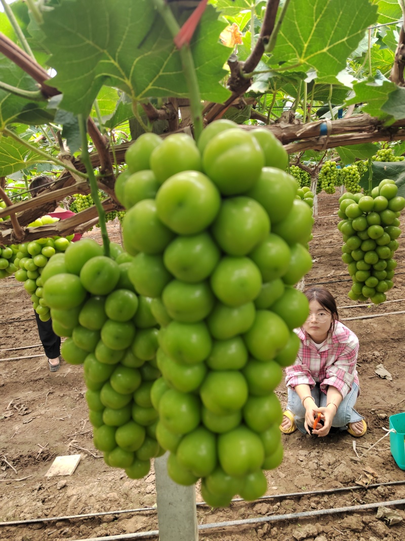 阳光玫瑰