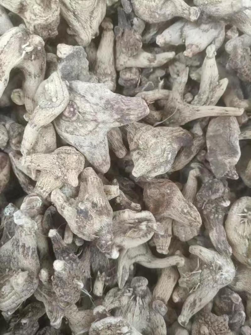 两年紫花白芨苗紫花三叉大白芨大货供应欢迎咨询