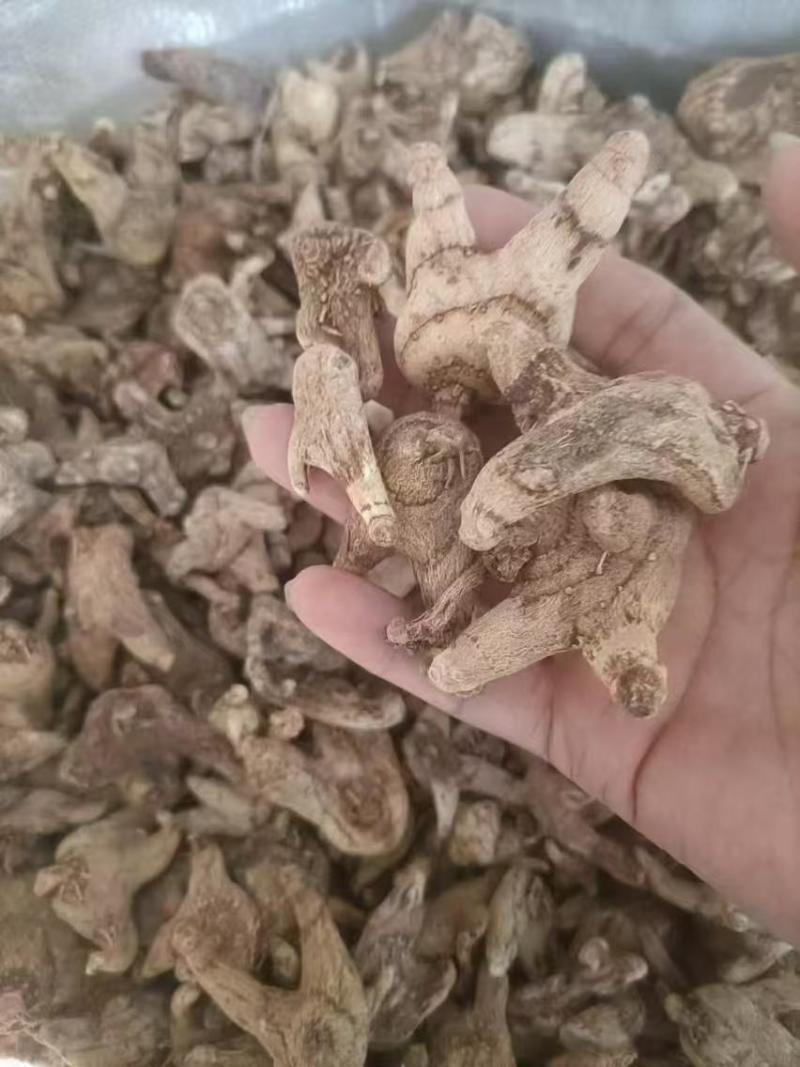 两年紫花白芨苗紫花三叉大白芨大货供应欢迎咨询