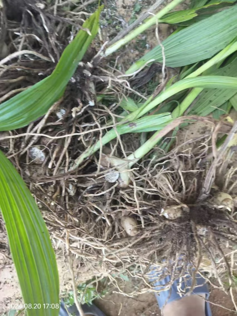 两年紫花白芨苗紫花三叉大白芨大货供应欢迎咨询
