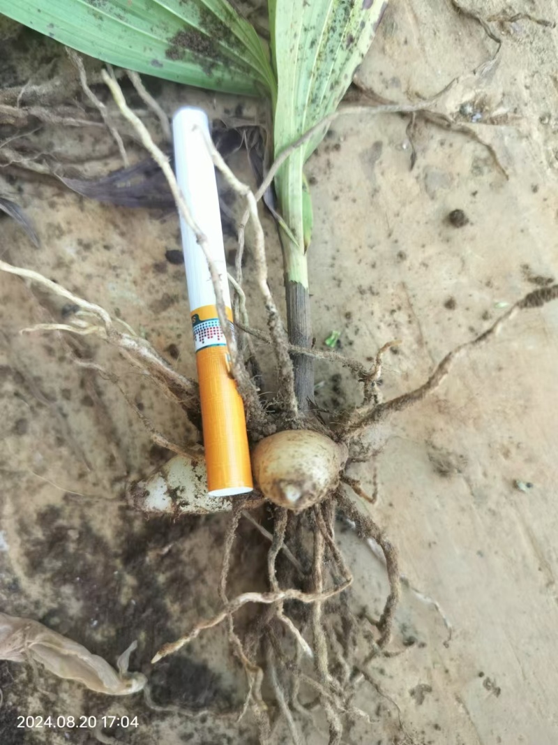 两年紫花白芨苗紫花三叉大白芨大货供应欢迎咨询