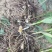 两年紫花白芨苗紫花三叉大白芨大货供应欢迎咨询