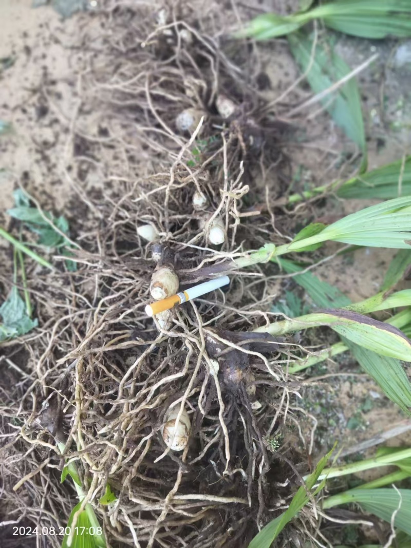 两年紫花白芨苗紫花三叉大白芨大货供应欢迎咨询