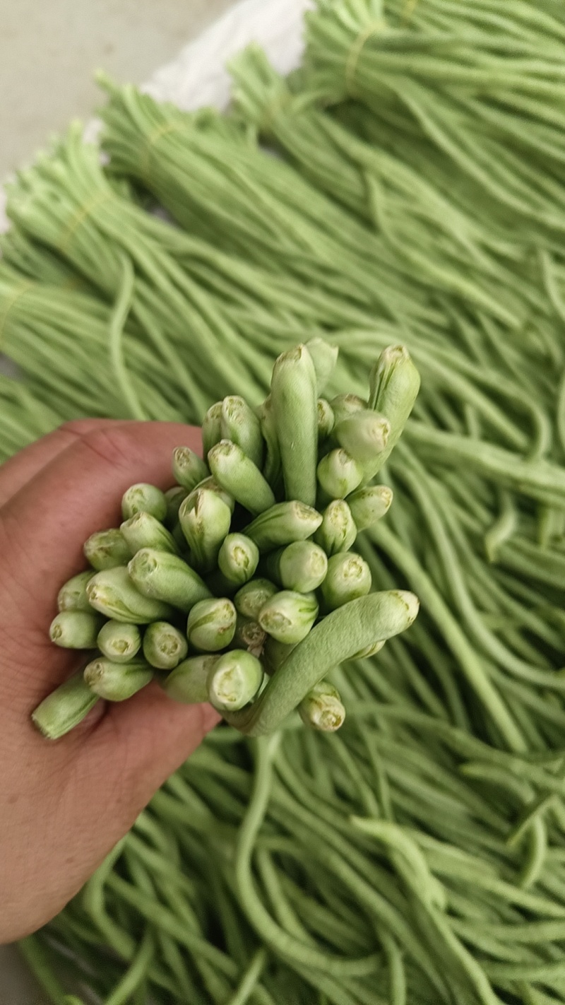 豆角豆角大量上市需要的联系我